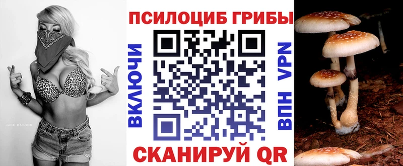 Купить где  Медногорск  Галлюциногенные грибы Psilocybe 